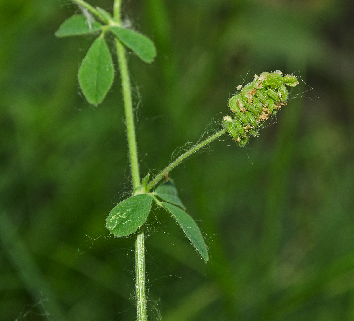 Люцерна хмелевидная