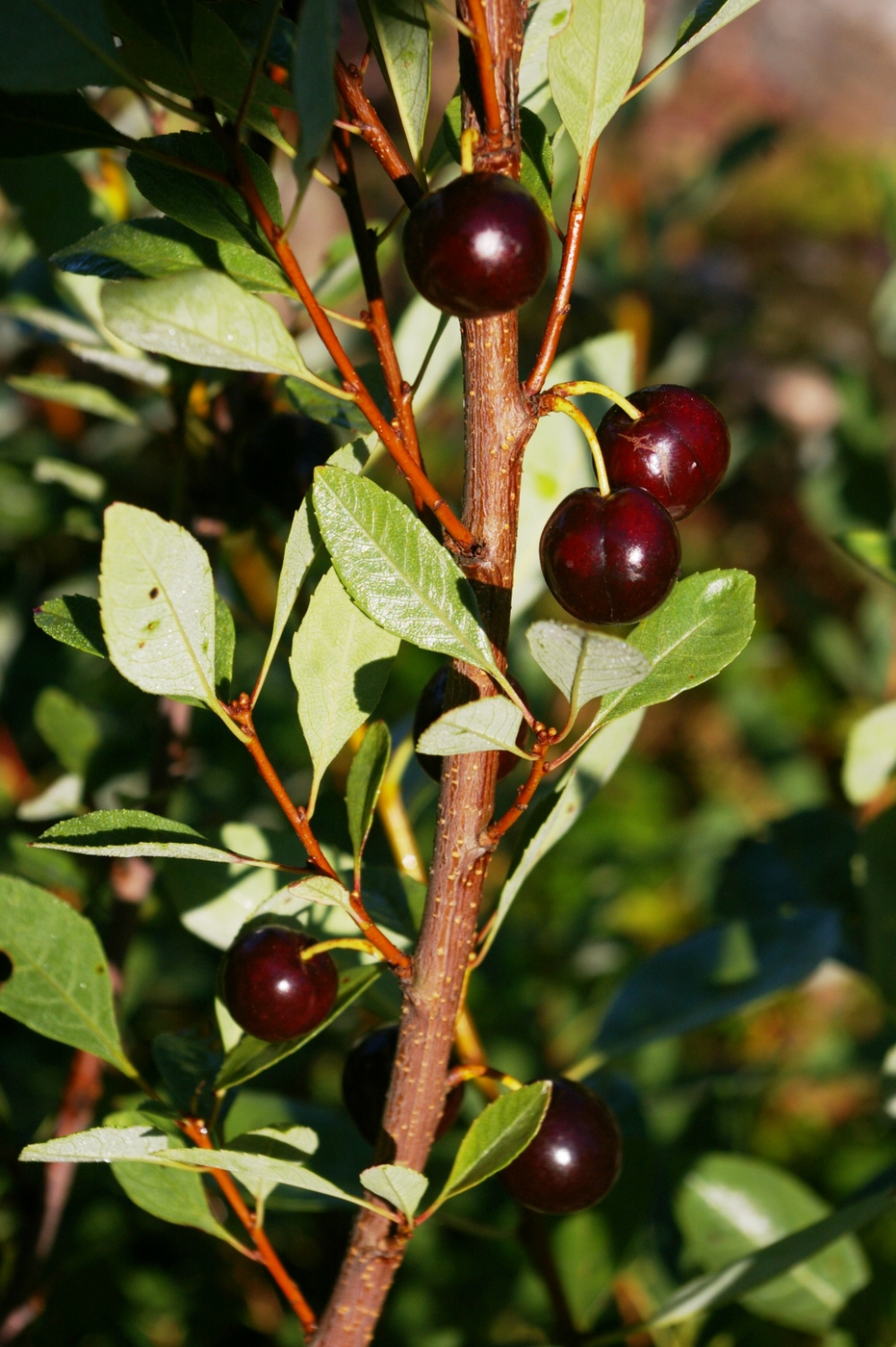 Вишня песчаная
