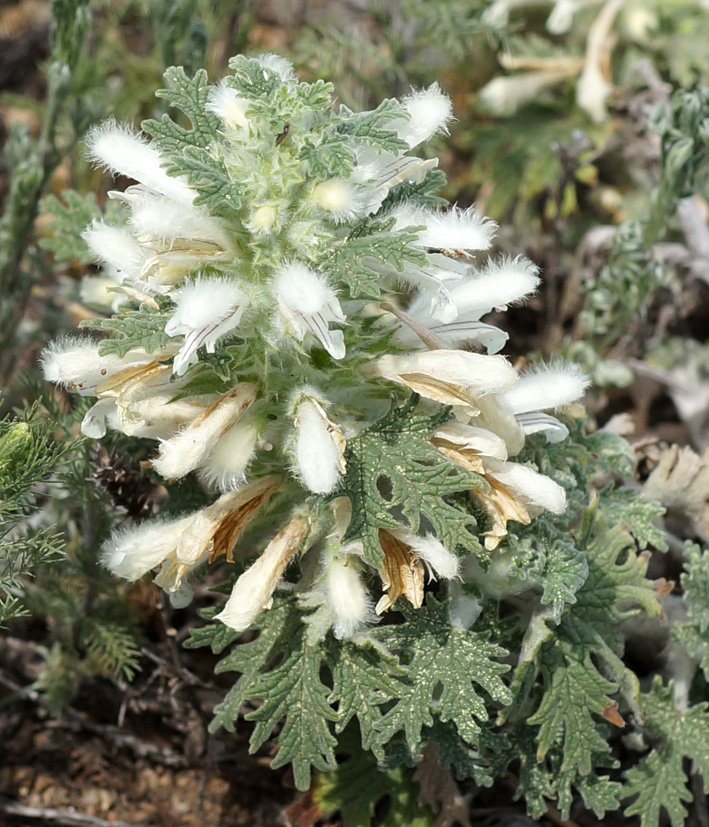 Панцерина серебристая