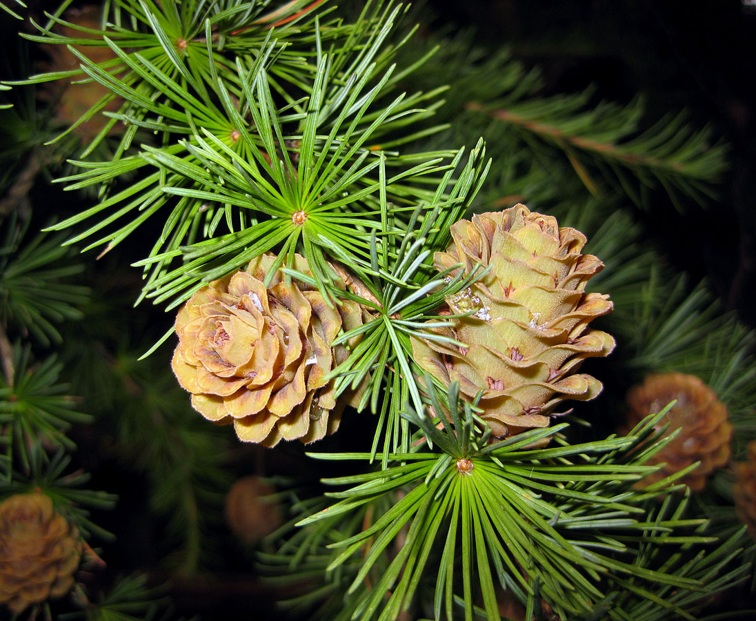 Лиственница европейская