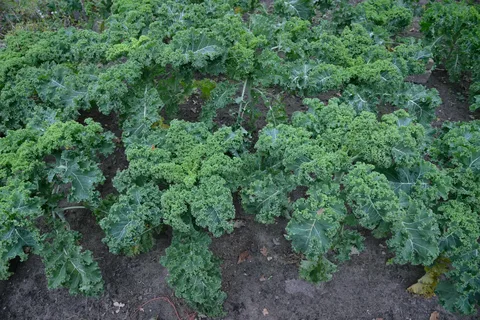 Капуста листовая
