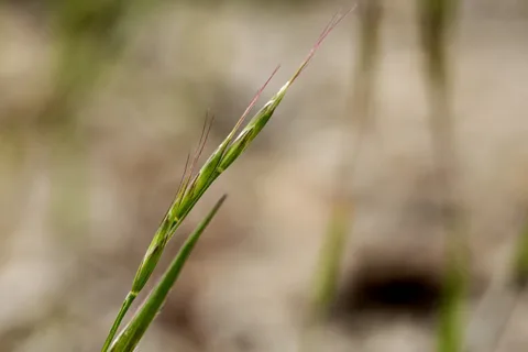 Кострец ситковский