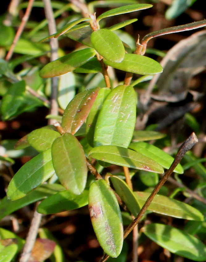 Клюква крупноплодная