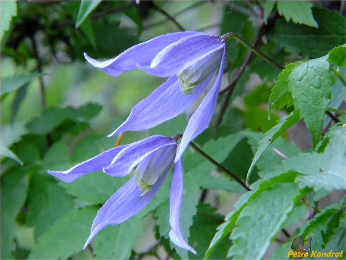 Княжик альпийский