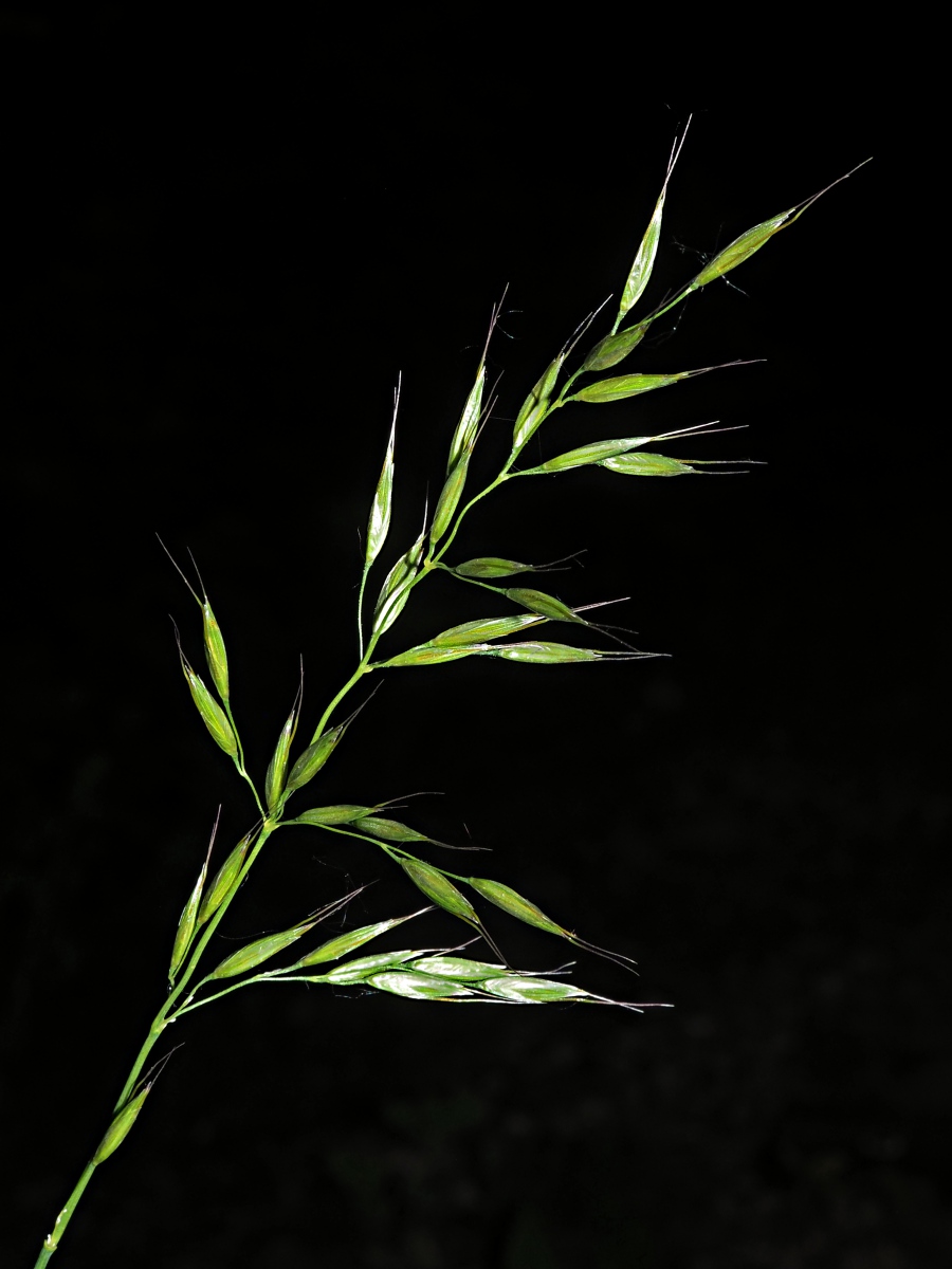 Райграс высокий