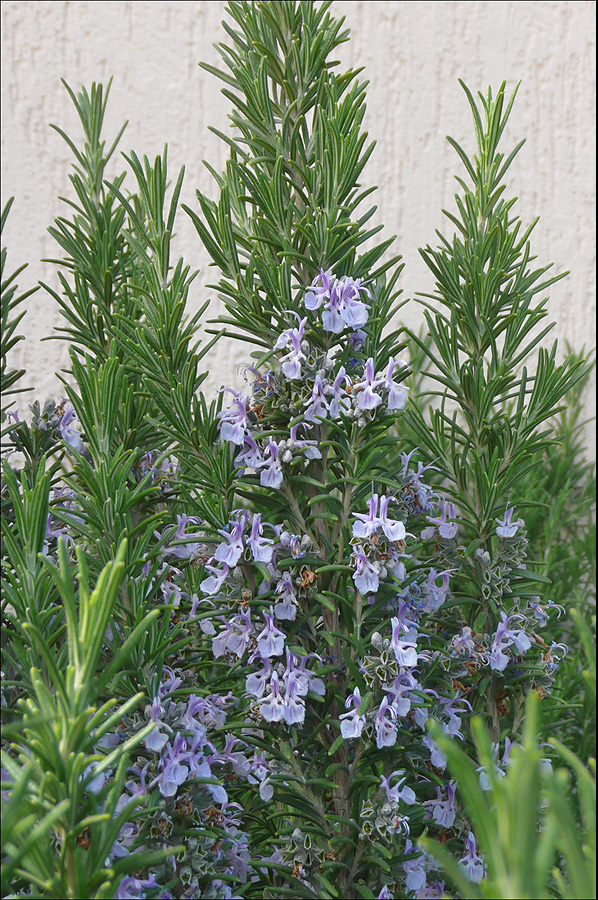 Розмарин лекарственный