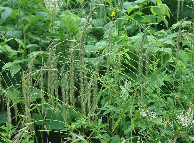 Пырейник сибирский