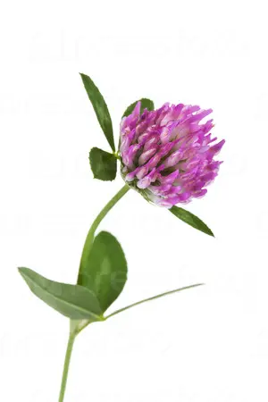 Клевер александрийский