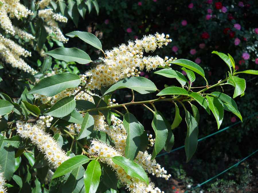 Лавровишня лузитанская