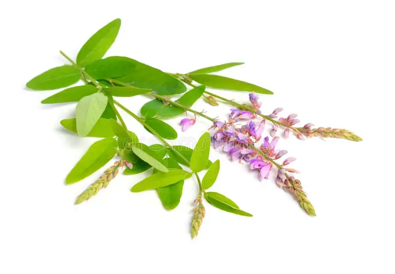 Десмодиум крученый