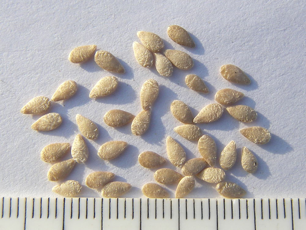 Мелотрия шершавая