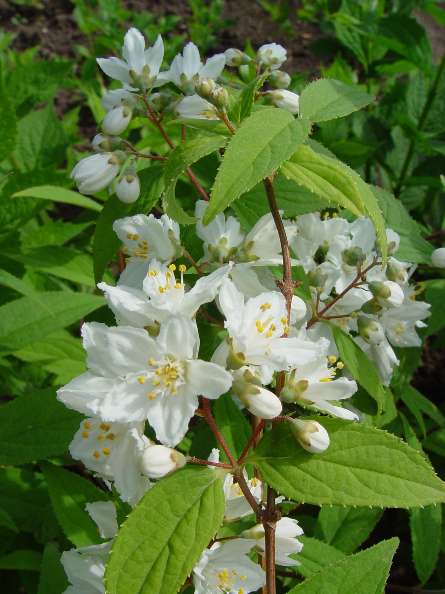 Дейция шершавая