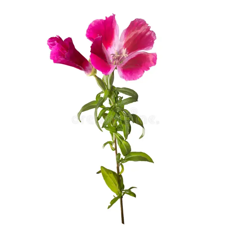 Годеция крупноцветковая