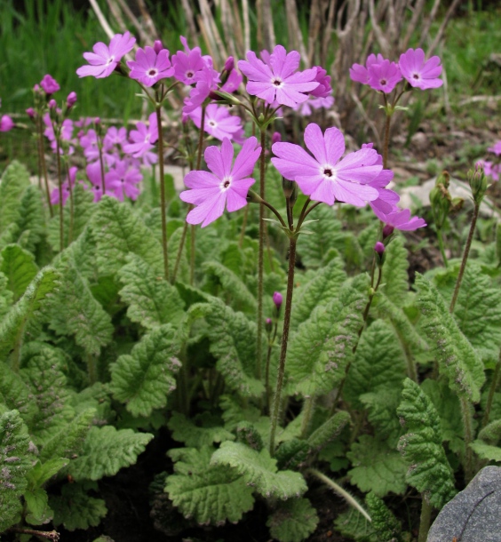 Первоцвет весенний