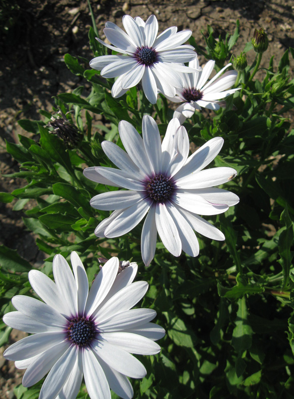 Диморфотека