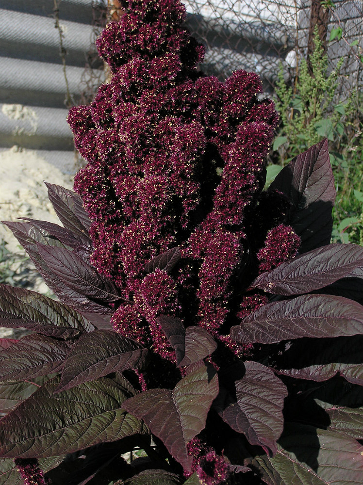 Амарант белосемянный