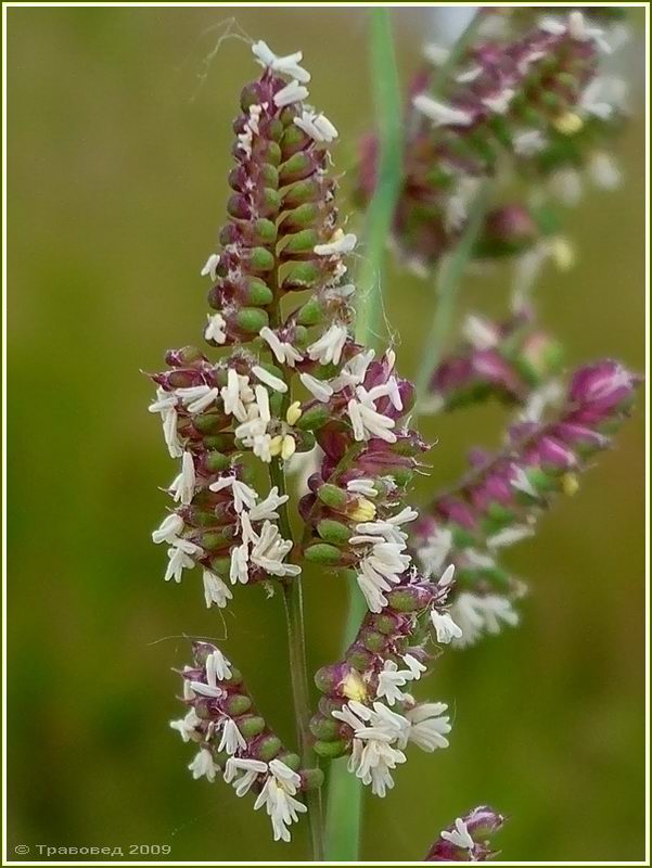 Бекмания обыкновенная