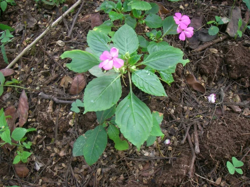 Бальзамин уоллера
