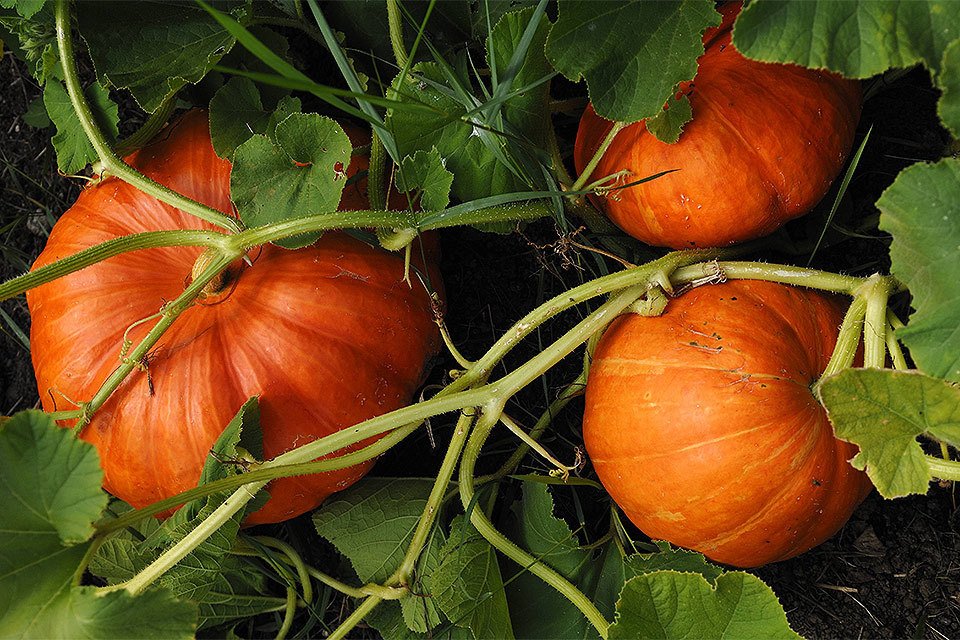 Тыква декоративная