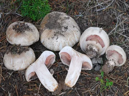 Шампиньон двуспоровый