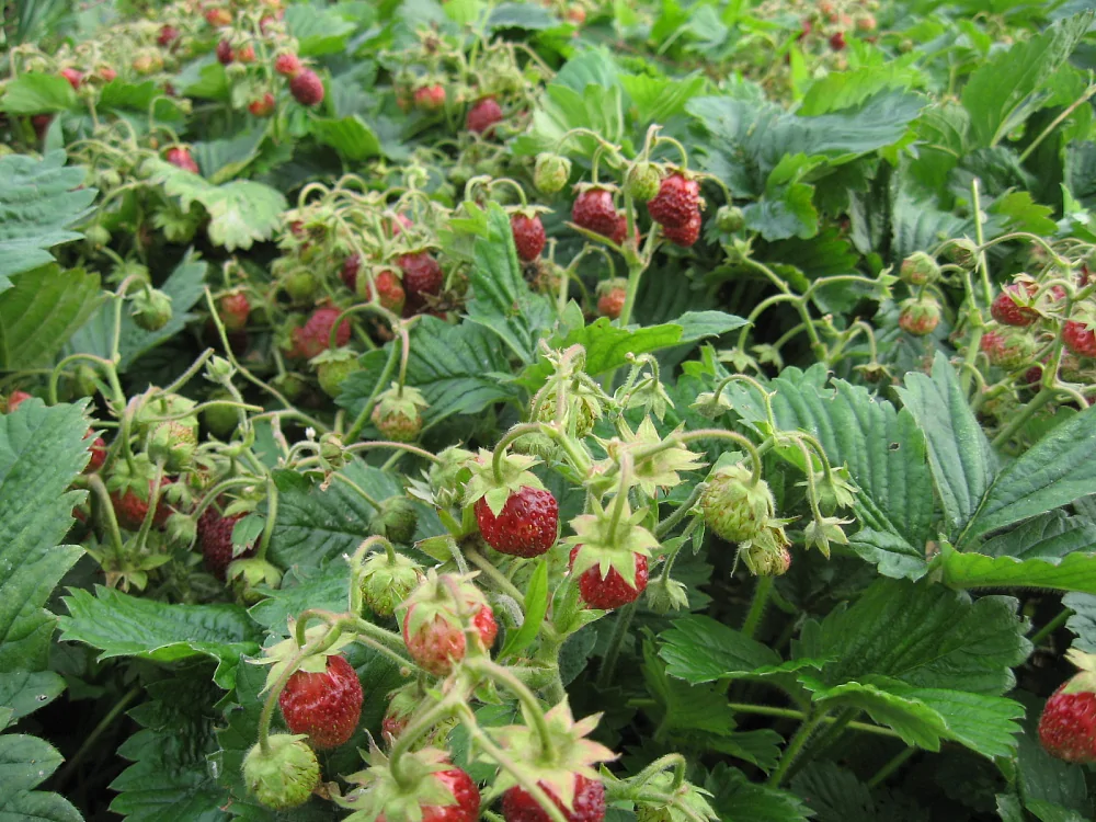 Земклуника