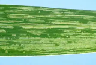 1577