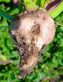 2196