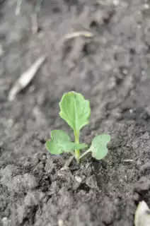 2181