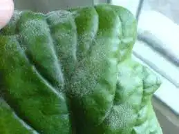 1466