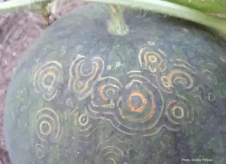 1303