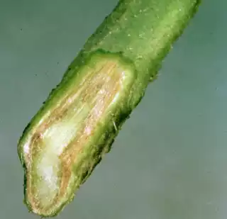 3738