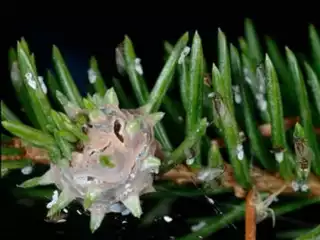 710