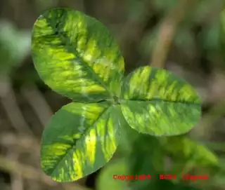 983