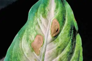 1627