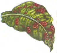 1594