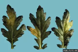 3723