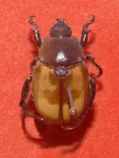 1650