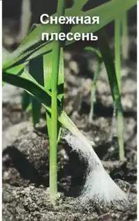 3536