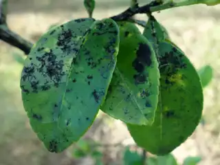 3654