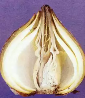 1193