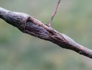 3645