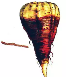 688