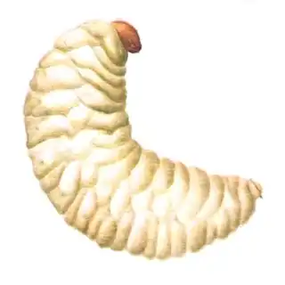 2003