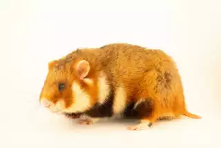3446