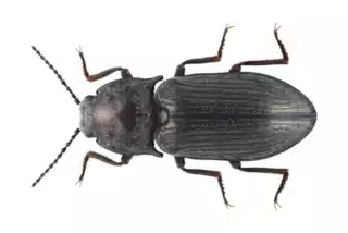 154