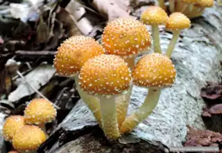 2091