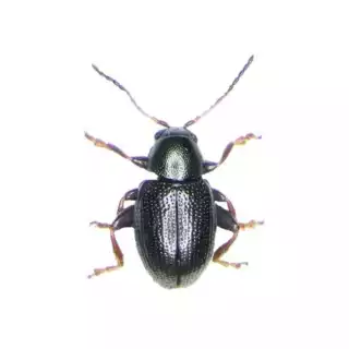 223