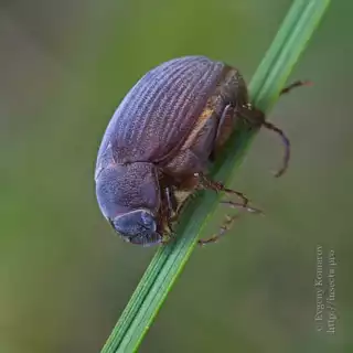 752