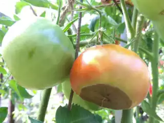 386