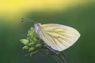 3481